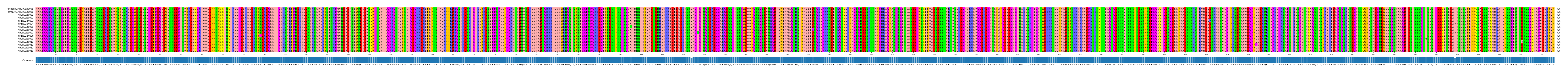 Multiple Alignments (by translate haplotype frequency)
