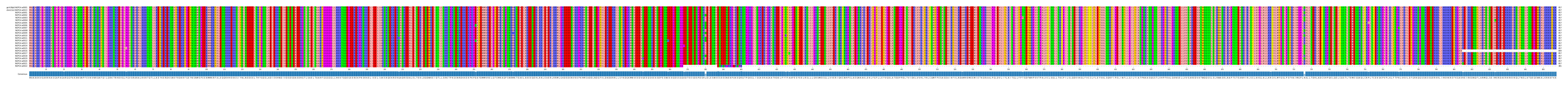 Multiple Alignments (by translate haplotype frequency)