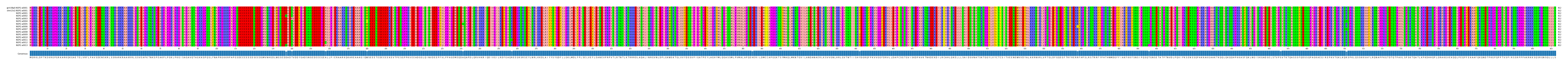 Multiple Alignments (by translate haplotype frequency)