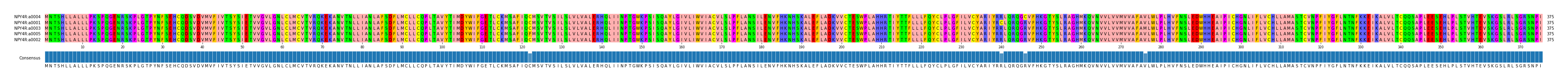Multiple Alignments (by translate haplotype similarity)