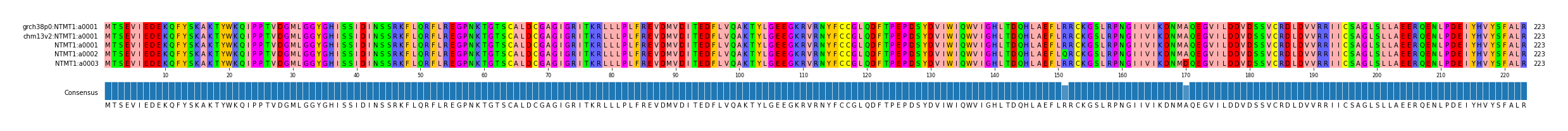 Multiple Alignments (by translate haplotype frequency)