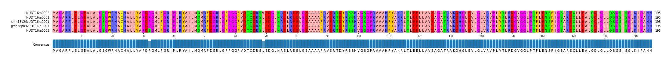 Multiple Alignments (by translate haplotype similarity)