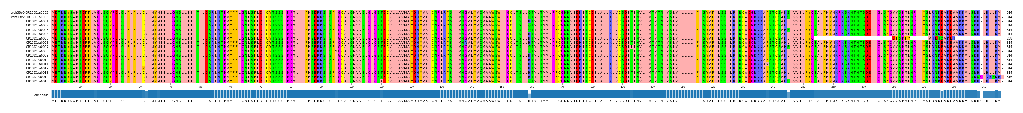 Multiple Alignments (by translate haplotype frequency)