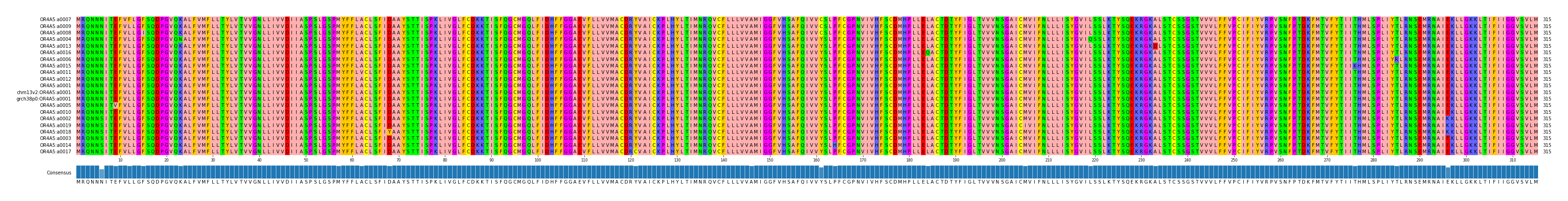 Multiple Alignments (by translate haplotype similarity)