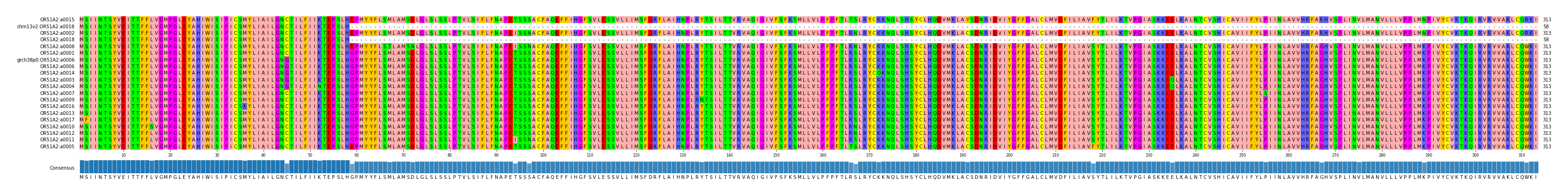 Multiple Alignments (by translate haplotype similarity)