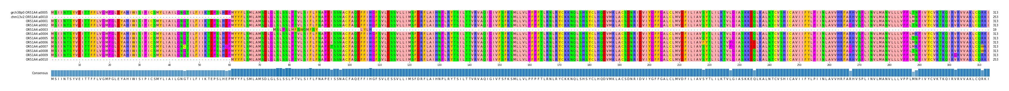 Multiple Alignments (by translate haplotype frequency)