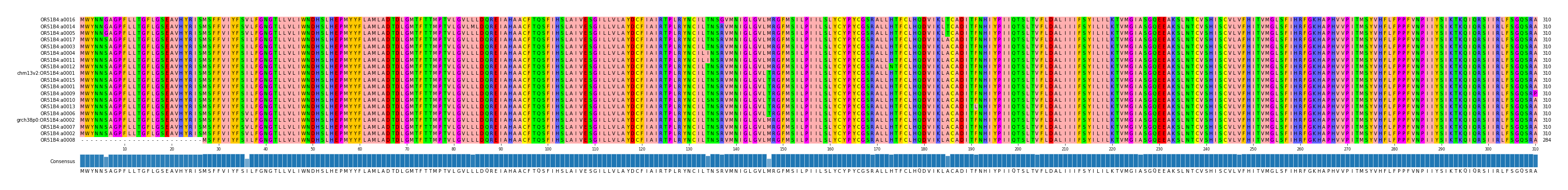 Multiple Alignments (by translate haplotype similarity)