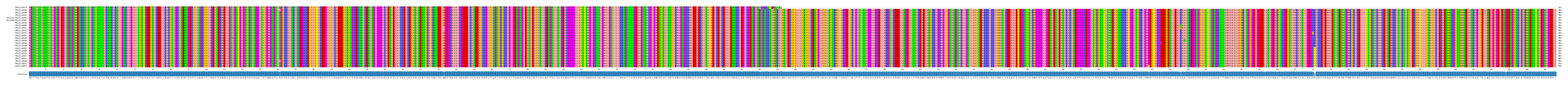 Multiple Alignments (by translate haplotype similarity)