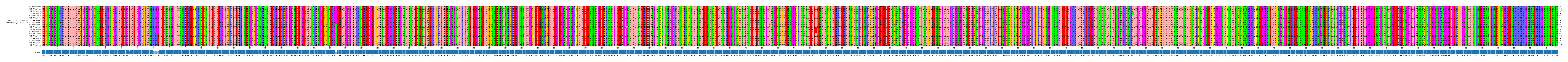 Multiple Alignments (by translate haplotype similarity)