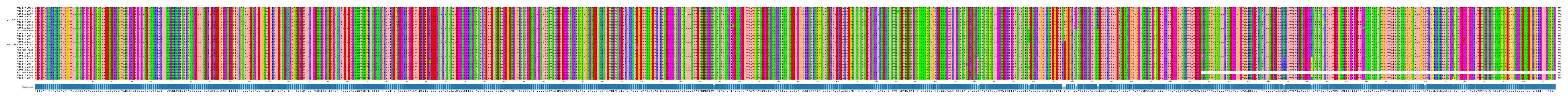 Multiple Alignments (by translate haplotype similarity)
