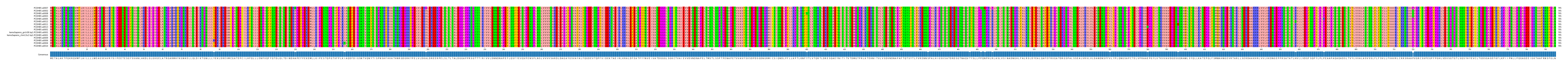 Multiple Alignments (by translate haplotype similarity)