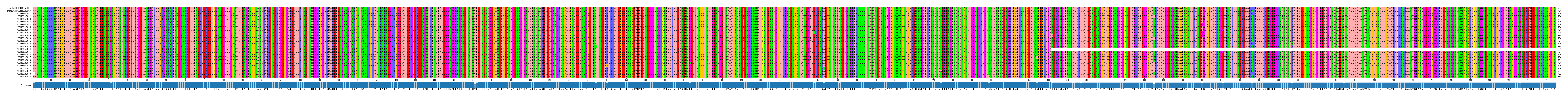 Multiple Alignments (by translate haplotype frequency)