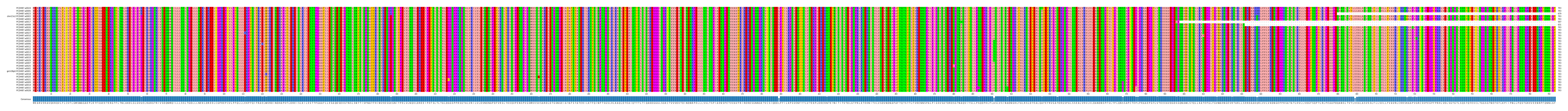 Multiple Alignments (by translate haplotype similarity)