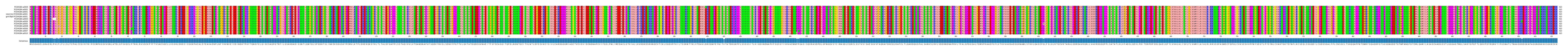 Multiple Alignments (by translate haplotype similarity)