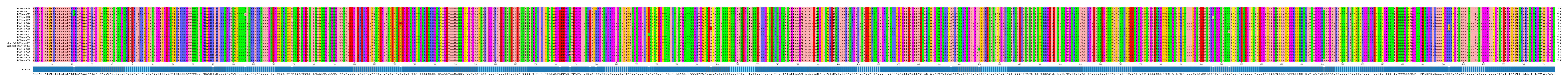 Multiple Alignments (by translate haplotype similarity)