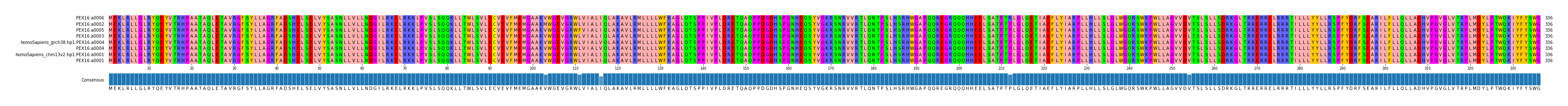 Multiple Alignments (by translate haplotype similarity)