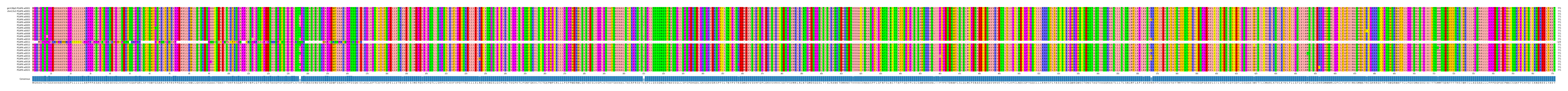 Multiple Alignments (by translate haplotype frequency)