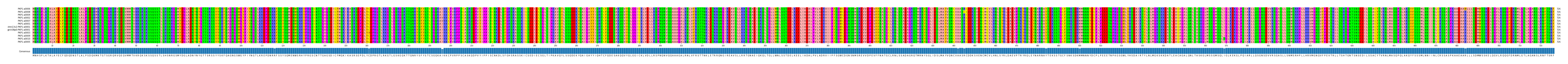 Multiple Alignments (by translate haplotype similarity)