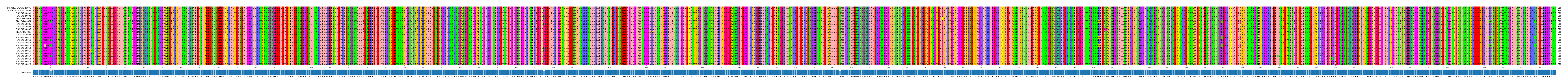 Multiple Alignments (by translate haplotype frequency)