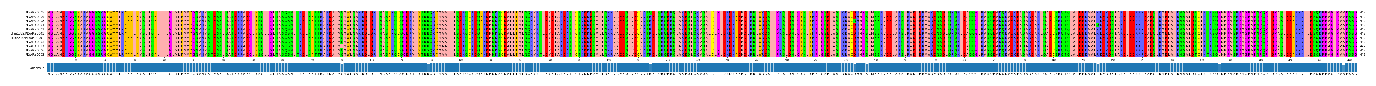 Multiple Alignments (by translate haplotype similarity)