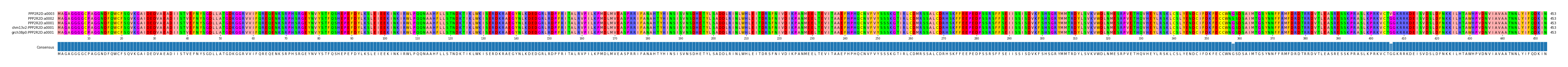 Multiple Alignments (by translate haplotype similarity)