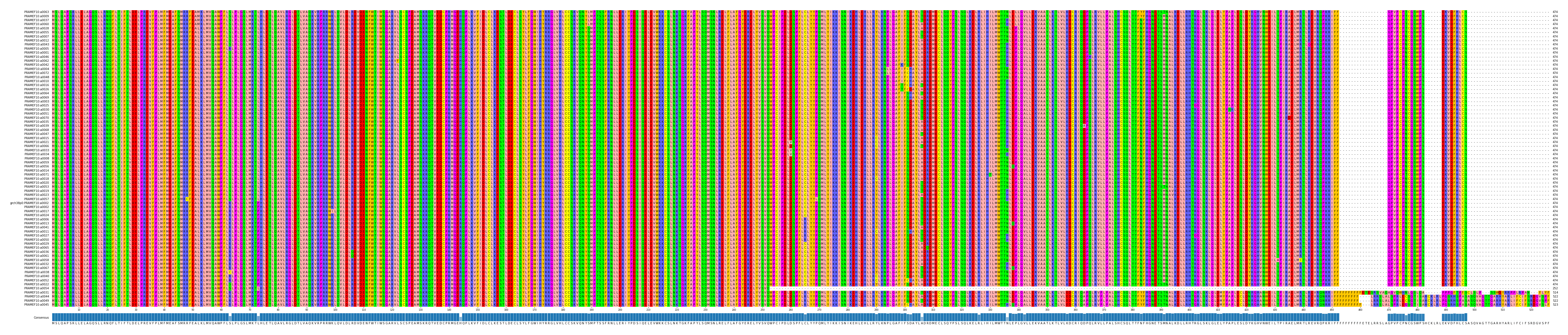 Multiple Alignments (by translate haplotype similarity)