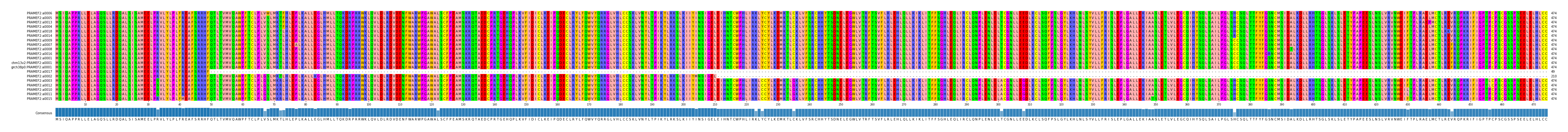 Multiple Alignments (by translate haplotype similarity)