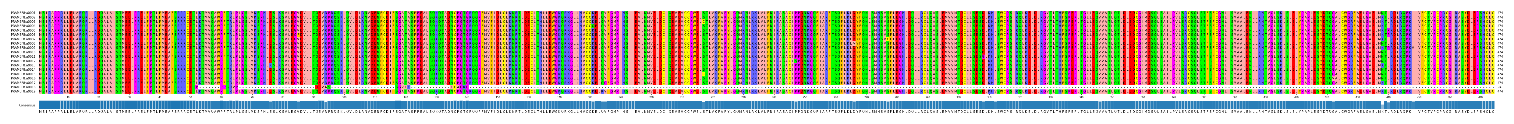 Multiple Alignments (by translate haplotype frequency)