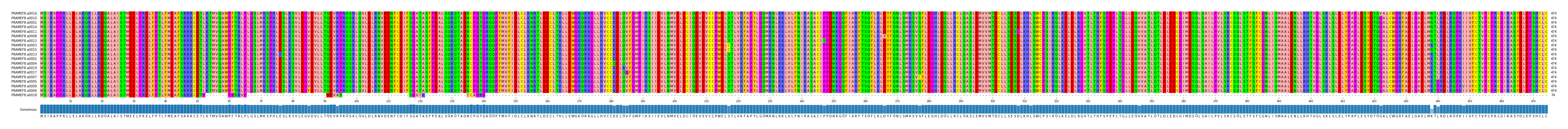 Multiple Alignments (by translate haplotype similarity)