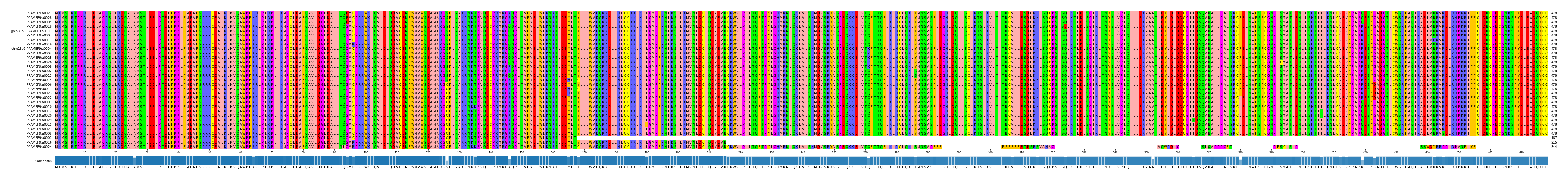 Multiple Alignments (by translate haplotype similarity)