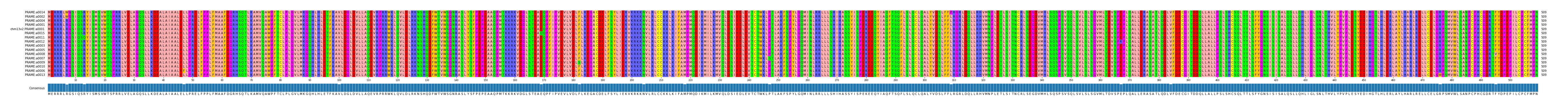 Multiple Alignments (by translate haplotype similarity)