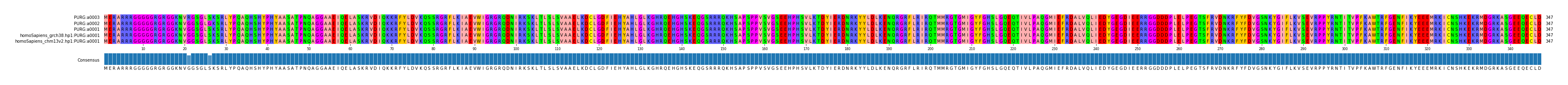 Multiple Alignments (by translate haplotype similarity)