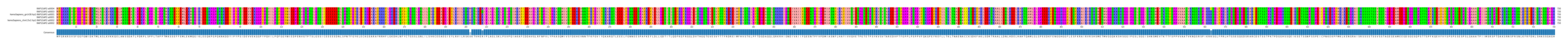 Multiple Alignments (by translate haplotype similarity)