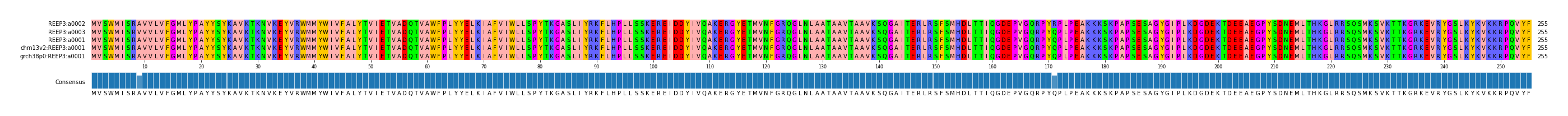 Multiple Alignments (by translate haplotype similarity)