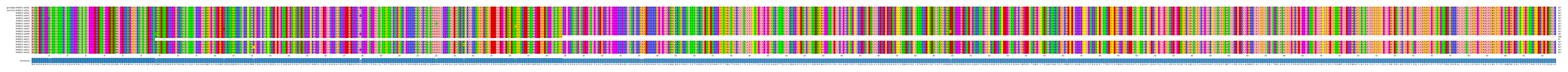 Multiple Alignments (by translate haplotype frequency)