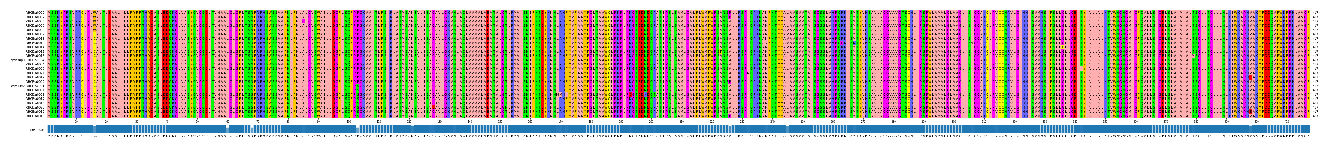 Multiple Alignments (by translate haplotype similarity)