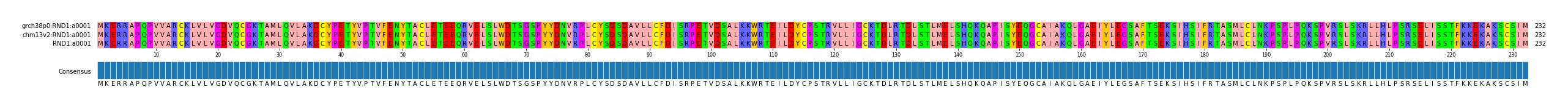 Multiple Alignments (by translate haplotype similarity)