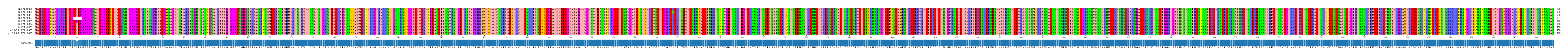 Multiple Alignments (by translate haplotype similarity)