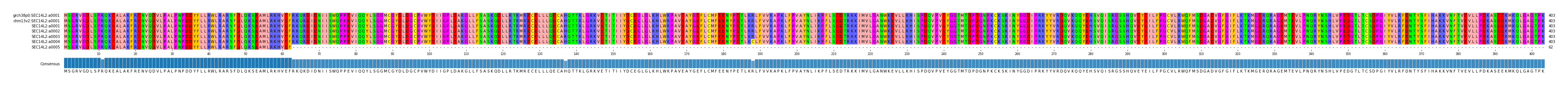 Multiple Alignments (by translate haplotype frequency)