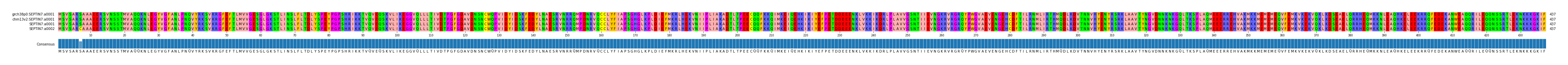 Multiple Alignments (by translate haplotype similarity)
