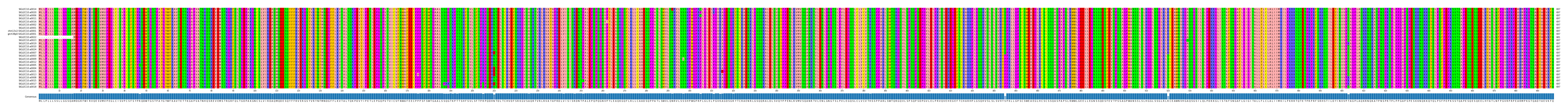 Multiple Alignments (by translate haplotype similarity)