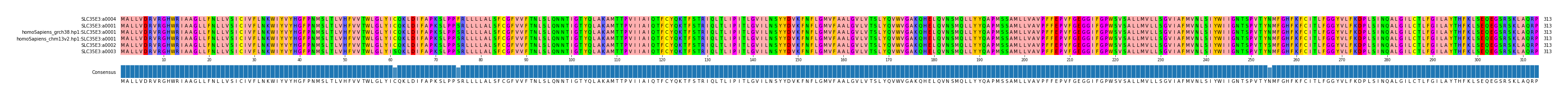 Multiple Alignments (by translate haplotype similarity)
