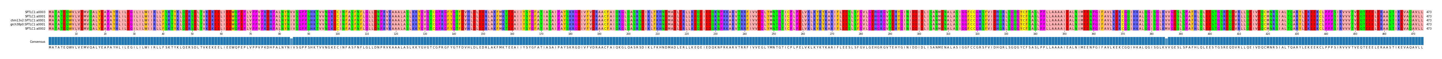 Multiple Alignments (by translate haplotype similarity)