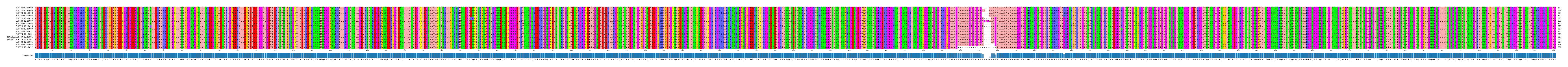 Multiple Alignments (by translate haplotype similarity)