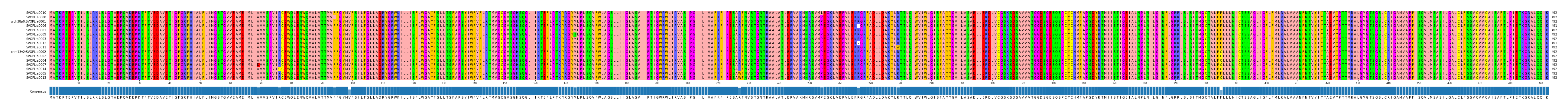 Multiple Alignments (by translate haplotype similarity)