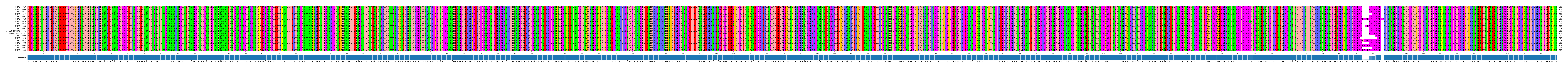 Multiple Alignments (by translate haplotype similarity)
