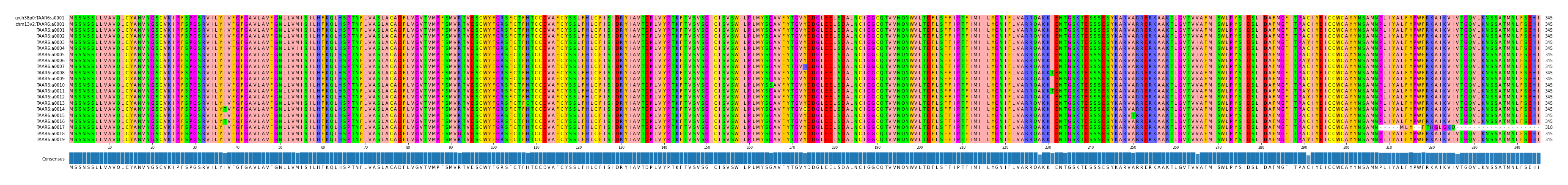 Multiple Alignments (by translate haplotype frequency)