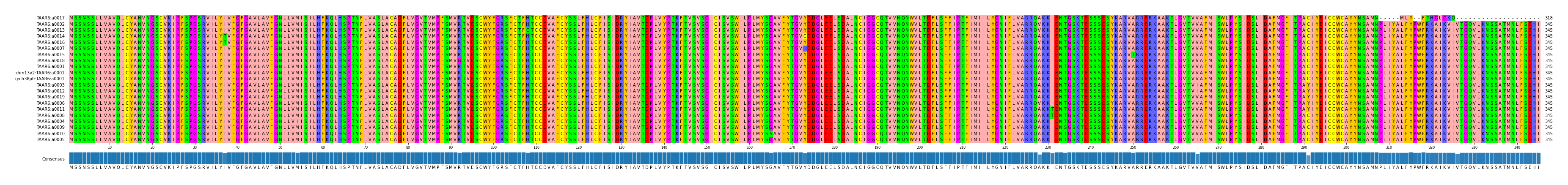 Multiple Alignments (by translate haplotype similarity)
