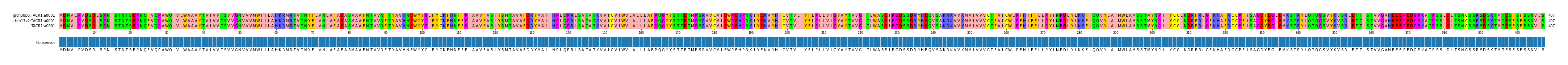 Multiple Alignments (by translate haplotype similarity)