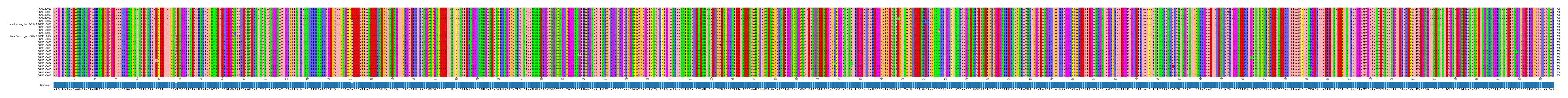Multiple Alignments (by translate haplotype similarity)